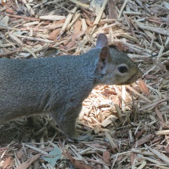 Springfield Conservation Nature Center - Native tree rat - very cute - Parks Near Me - Springfield, Missouri Springfield Conservation Nature Center - Native tree rat - very cute - Parks Near Me - Springfield, Missouri