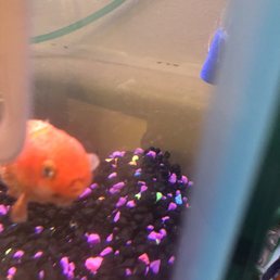 Fish purchased from this store gave my Ranchu a horrible case of Ich! Took 2 weeks to treat! Fish purchased from this store gave my Ranchu a horrible case of Ich! Took 2 weeks to treat!