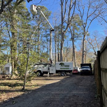 Affordable Tree Service & Firewood - Tree Services Near Me Affordable Tree Service & Firewood - Tree Services Near Me