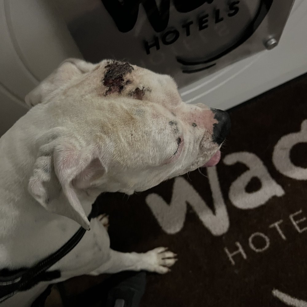Wag Hotels - Carson - Pet Training Near Me - Carson, California Wag Hotels - Carson - Pet Training Near Me - Carson, California