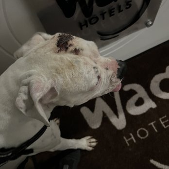 Wag Hotels - Carson - Pet Training Near Me - Carson, California