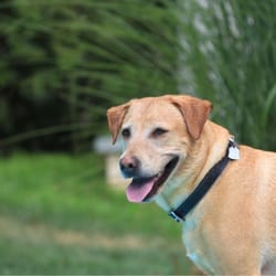Bryn Mawr Veterinary Hospital - Lizzie girl