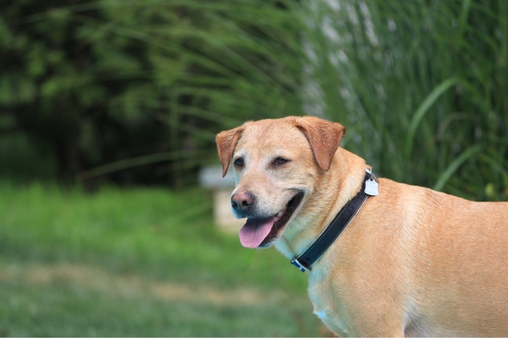 Bryn Mawr Veterinary Hospital Image