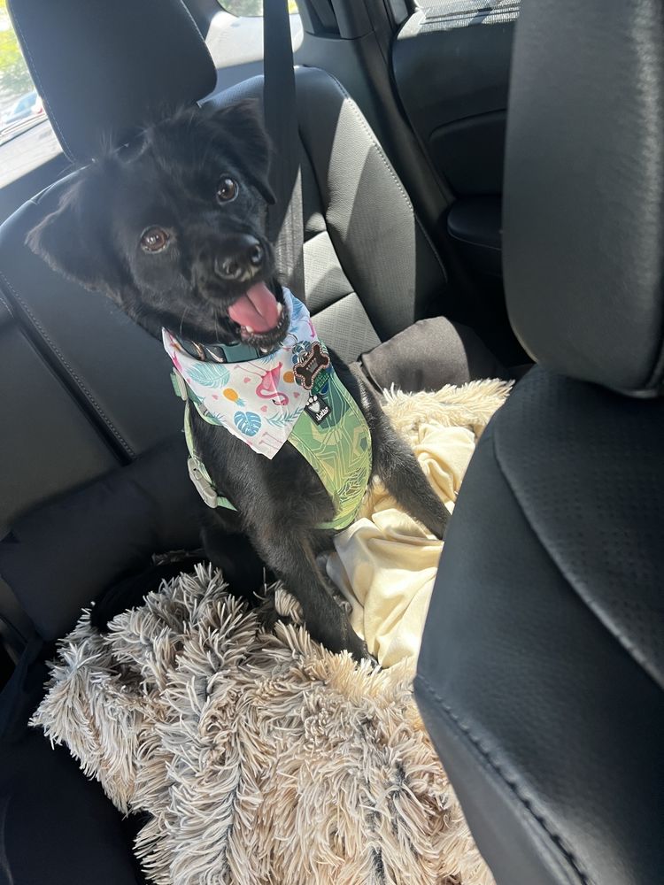 FLAWLESS PAWS PET GROOMING Updated September 2024 19 Photos & 28