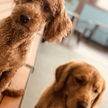 doggy paddle aquatic center