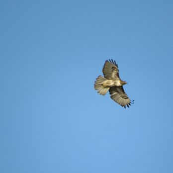 Cesar Chavez Park - Red tailed hawk soaring way up over - Parks Near Me - Berkeley, California