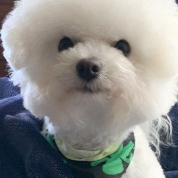 Pet Styles By Julie - This is Penny done properly - Pet Groomers Near Me - Yamhill, Oregon Pet Styles By Julie - This is Penny done properly - Pet Groomers Near Me - Yamhill, Oregon