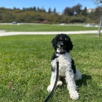Elevated Canine Academy - Chuck - Pet Training Near Me