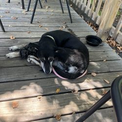 Country Cook'n At The Lakeside - Our puppy snoozing next to us on the deck!