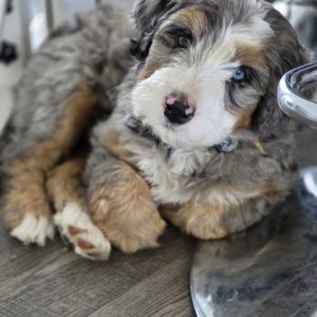 Cloud Nine Doodles - Pet Breeders Near Me