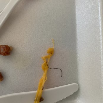 Koa Pancake House - Is this hair? It's a dark firm strand that I found within the cheese of the koa omelette. - Breakfast & Brunch Near Me - Honolulu, Hawaii Koa Pancake House - Is this hair? It's a dark firm strand that I found within the cheese of the koa omelette. - Breakfast & Brunch Near Me - Honolulu, Hawaii
