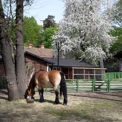 Augustendals 4H-Klubb