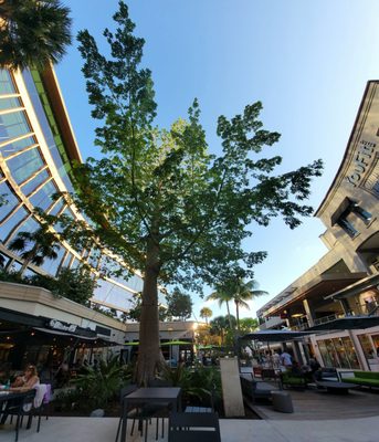 Mister O1 Extraordinary Pizza - Coconut Grove by null