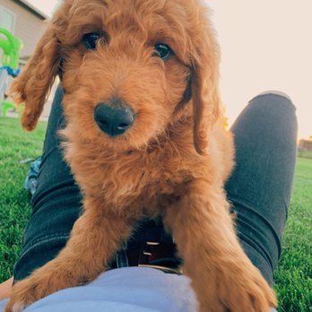 Colony Breeders - Pet Breeders Near Me