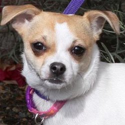 Valley Dogs Rescue - My name is Joy and I'm available for adoption. Would you like to meet me?
