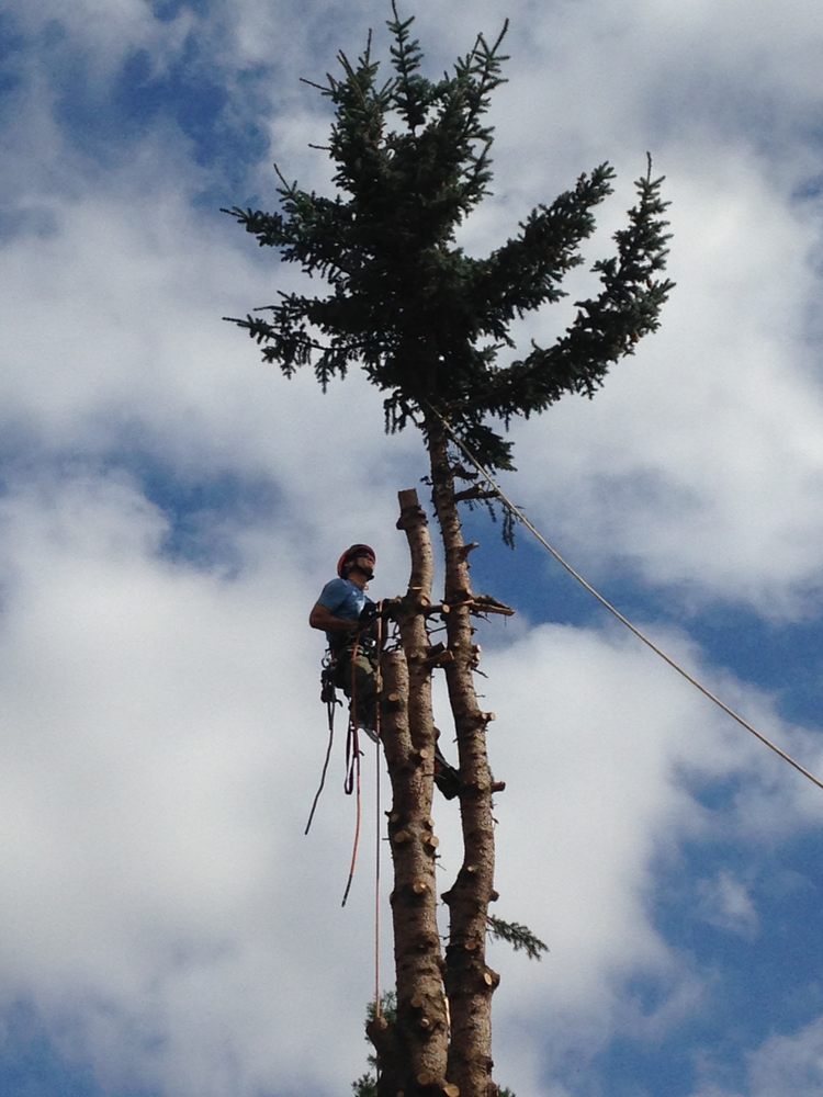 COMMUNITY ARBORIST Updated September 2024 25 Photos 2111