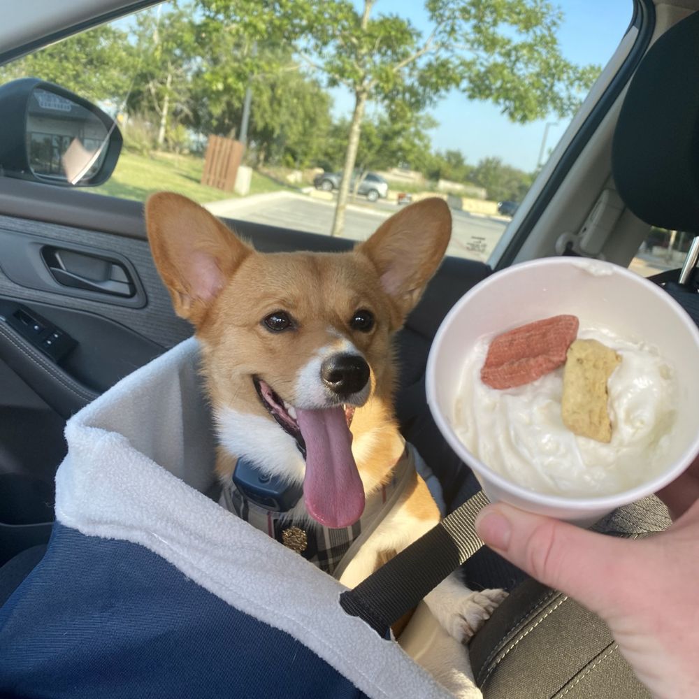Black Rock Coffee Bar - Archie excited for his very near future - TWO crunchy dog treatos in this creamy pupcup! yummoooo - Coffee & Tea Near Me - Austin, Texas Black Rock Coffee Bar - Archie excited for his very near future - TWO crunchy dog treatos in this creamy pupcup! yummoooo - Coffee & Tea Near Me - Austin, Texas