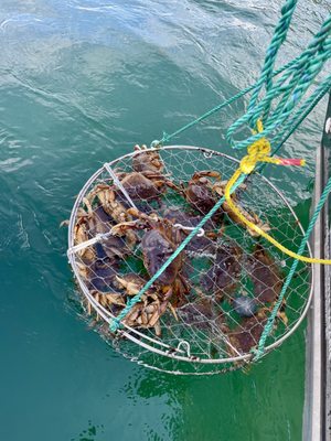 Haida Gwaii Fishing Charters by null