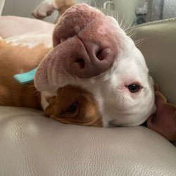 Northwind Pet Care Center - Bella