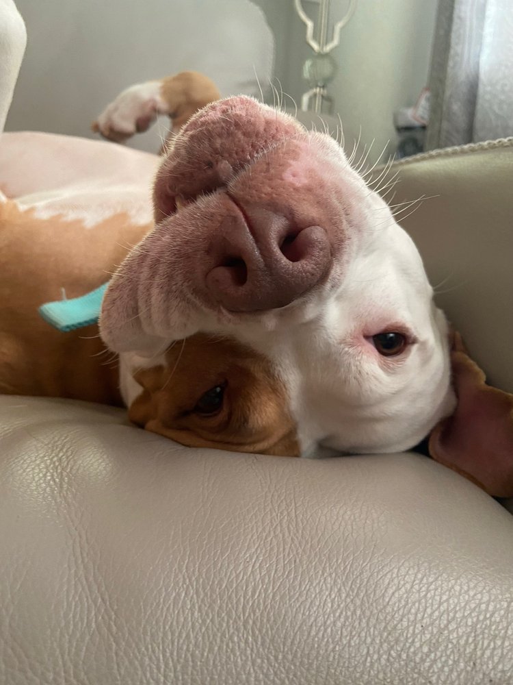 Northwind Pet Care Center - equestrian in Olympia, WA