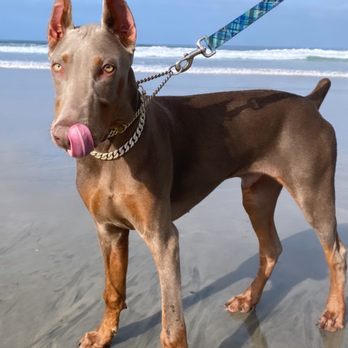 Hochburg K9 - Pet Training Near Me