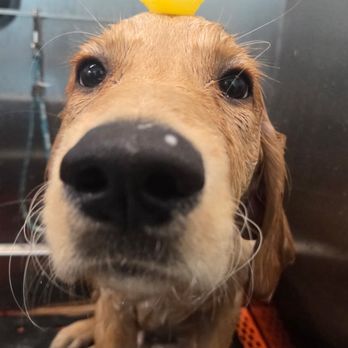 Posh Pooch - Bath time! - Pet Groomers Near Me - Seal Beach, California Posh Pooch - Bath time! - Pet Groomers Near Me - Seal Beach, California