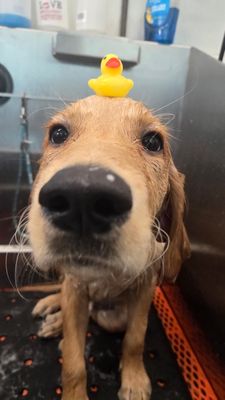 Rubber Duckie Baths - Our clients love their bubble baths! Rubber Duckie Baths - Our clients love their bubble baths!