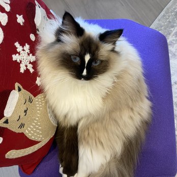 KITTEN TO CAT HOSPITAL - Updated March 2025 - 12 Photos & 17 Reviews