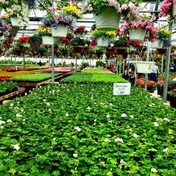 Amherst Greenhouse - Everything you can think of.