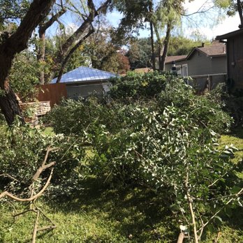 The Joshua Tree - Before the cleanup - Tree Services Near Me