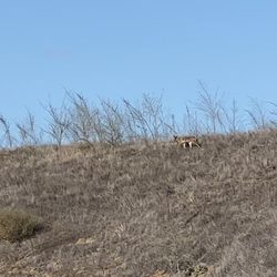 Crafton Hills Ridge Trail