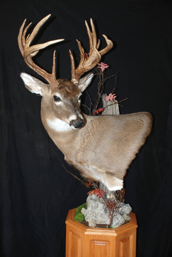 Wildlife Creations Taxidermy - taxidermy in Omaha, NE