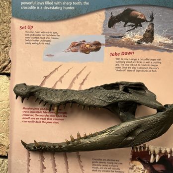 Shark Reef Aquarium at Mandalay Bay - Snappity snap - Aquariums Near Me - Las Vegas, Nevada