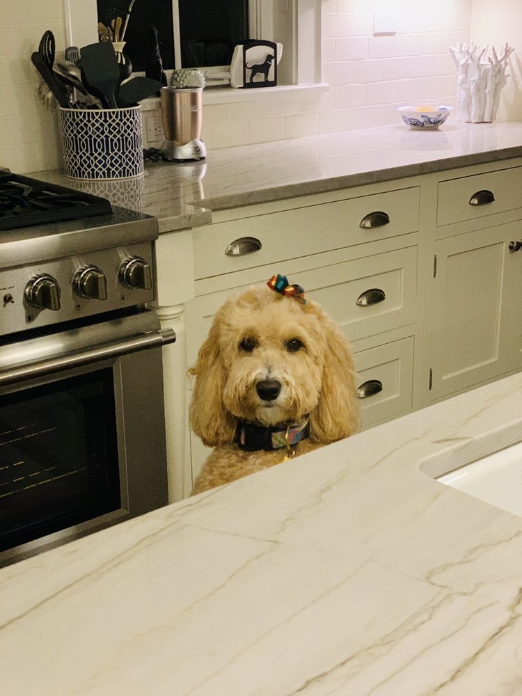 LULU’S PET SALON AND SPAW Updated October 2024 40 Photos & 27