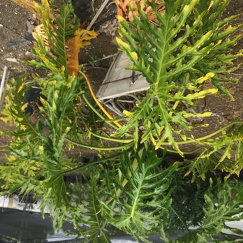 Plant Warehouse - Nurseries & Gardening Near Me - Somis, California Plant Warehouse - Nurseries & Gardening Near Me - Somis, California