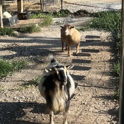 Rush Acres Farm
