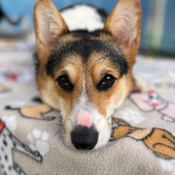 Bed and Biscuit - Pet Boarding Near Me - Johnson City, Tennessee
