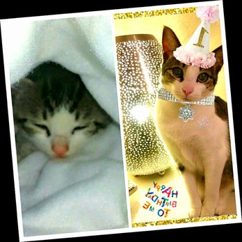 East County Animal Rescue - Animal Shelters Near Me East County Animal Rescue - Animal Shelters Near Me