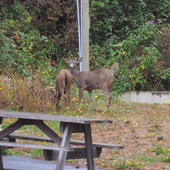 Ocean Suites - Deer outside our room! - Hotels Near Me - Brookings, Oregon