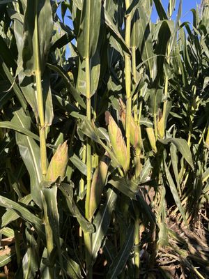 Cool Patch Pumpkins by null