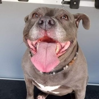 Doodles Mobile Grooming - Annabelle loves spa day! - Pet Groomers Near Me Doodles Mobile Grooming - Annabelle loves spa day! - Pet Groomers Near Me