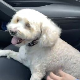 Princess Leia happy after her grooming.