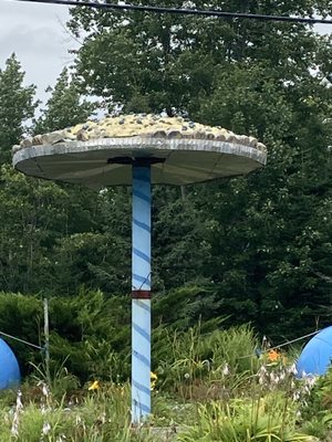Wild Blueberry Land by null
