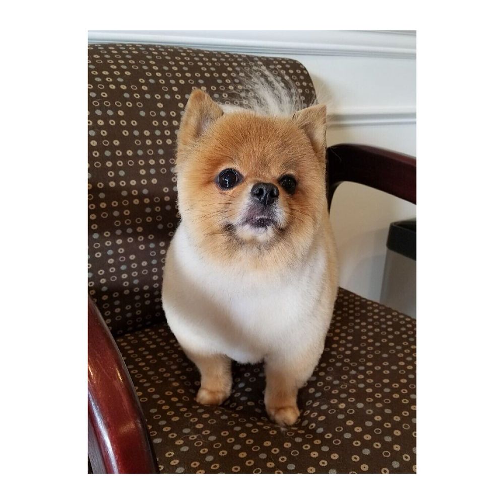 GROOMINGTAILS Updated July 2024 16 Photos 1855 Senseny Rd