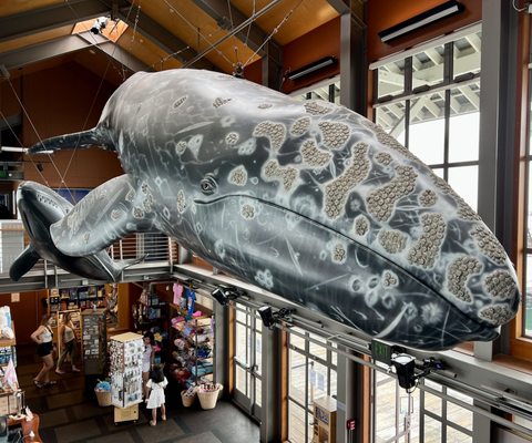 Santa Barbara Museum of Natural History Sea Center by null