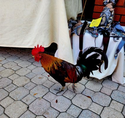 Ybor City Saturday Market by null