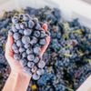 Daveste Vineyards gift card