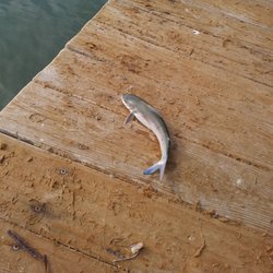 Catch of the day