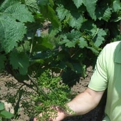 Weingut Rudi Huber - Rudi in den Reben