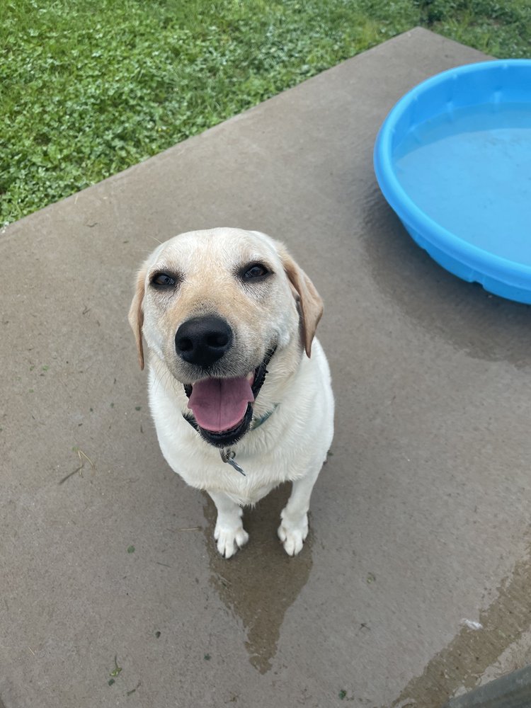 COUNTRYSIDE KENNELS Updated April 2024 21 Photos Old